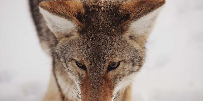 石家庄老邢工艺：匠心定制加工，让手工艺品讲述城市故事